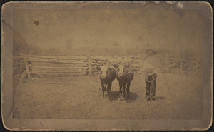 Arthur S. Tallman and his twin steers