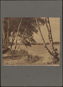 Birches at Assawompsett Pond