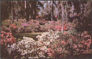 Flowers blooming in a field