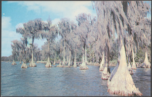 Cypress trees - Cypress Gardens, Winter Haven, Florida