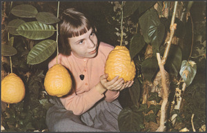 Beverly Gilman among the giant lemons in the tropical gardens at Lost River Caverns, Hellertown, Pa. near Bethlehem - Rt. 412