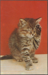 Cat with a paw up to its closed eyes