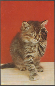 Cat with a paw up to its closed eyes