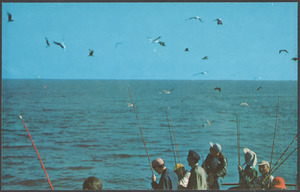 Seagulls flying over water and people with fishing rods