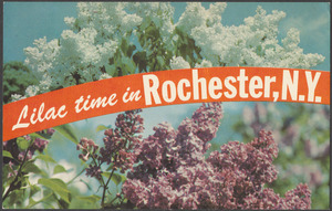 Lilac time in Rochester, N.Y.