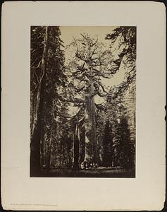 The Grizzly Giant with a group on hunters at the foot of the Tree, Mariposa Grove, Yosemite