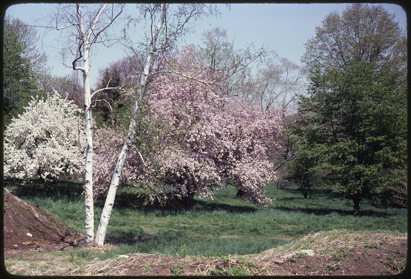 Trees, including cherry trees and birches