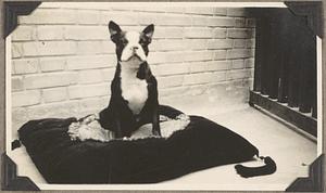 A Boston terrier sits on a tasseled cushion