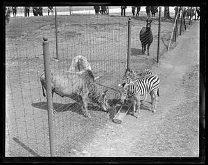 Zebras make friends with sacred cows, Franklin Park Zoo