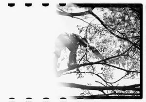 Tree maintenance, Boston Common