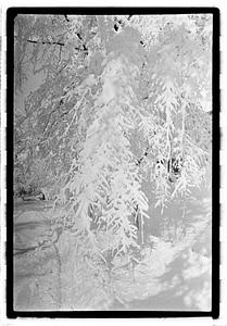 Snow covered trees