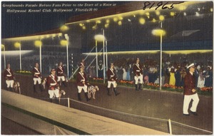 Greyhounds parade before fans prior to the start of a race at Hollywood Kennel Club, Hollywood, Florida