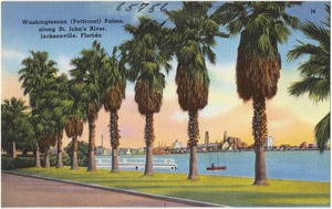 Washingtonian (petticoat) Palms, along St. John's River, Jacksonville, Florida