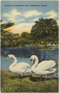 Swans in Confederate Park, Jacksonville, Florida