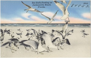 Sea gulls feeding on Jacksonville Beach, Florida