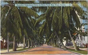 Beautiful palm-lined drive in Navy yard, Key West, Florida