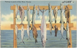 Fishing is good at Key West, Florida