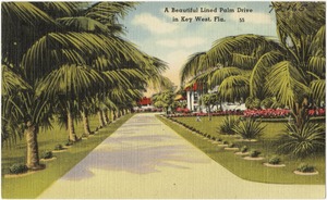 A beautiful lined palm drive in Key West Fla.