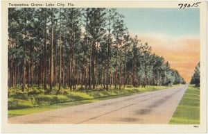 Turpentine Grove, Lake City, Fla.