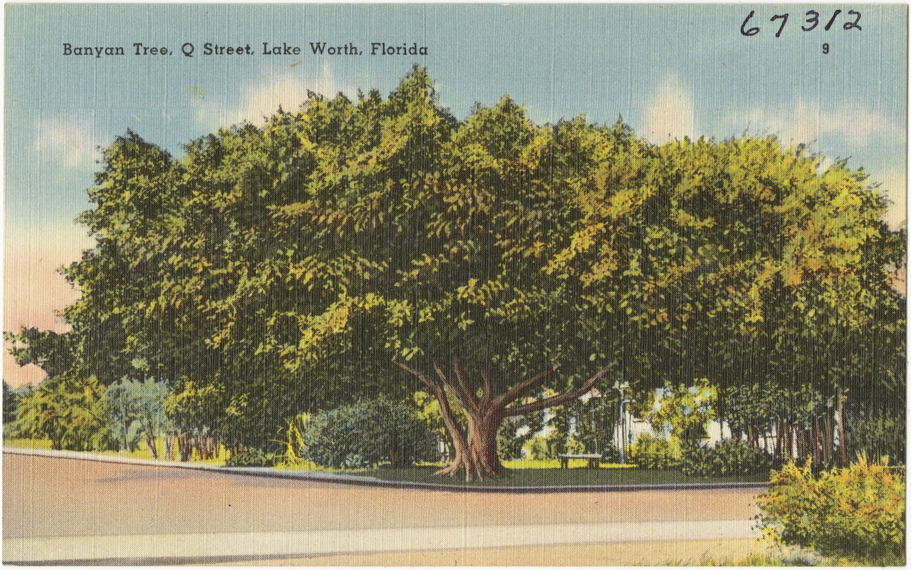 Banyan tree, Q Street, Lake Worth, Florida