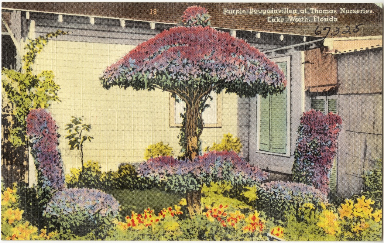 Purple bougainvillea at Thomas Nurseries, Lake Worth, Florida Digital