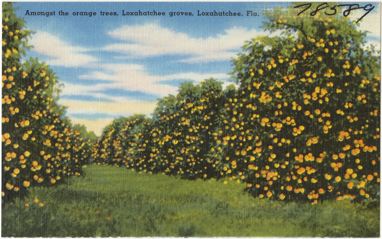 Amongst the orange tree, Loxahatchee groves, Loxahatchee, Fla.