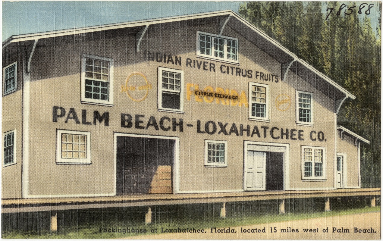 Packinghouse at Loxahatchee, Florida, located 15 miles west of Palm Beach.