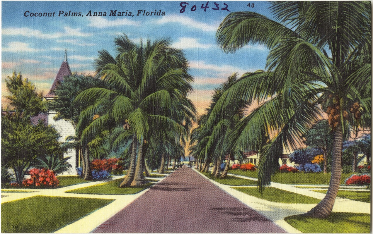 Coconut palms, Anna Maria, Florida