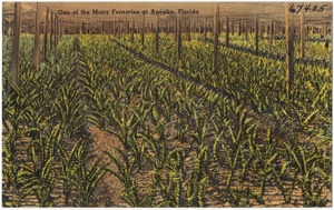 One of the many ferneries at Apopka, Florida
