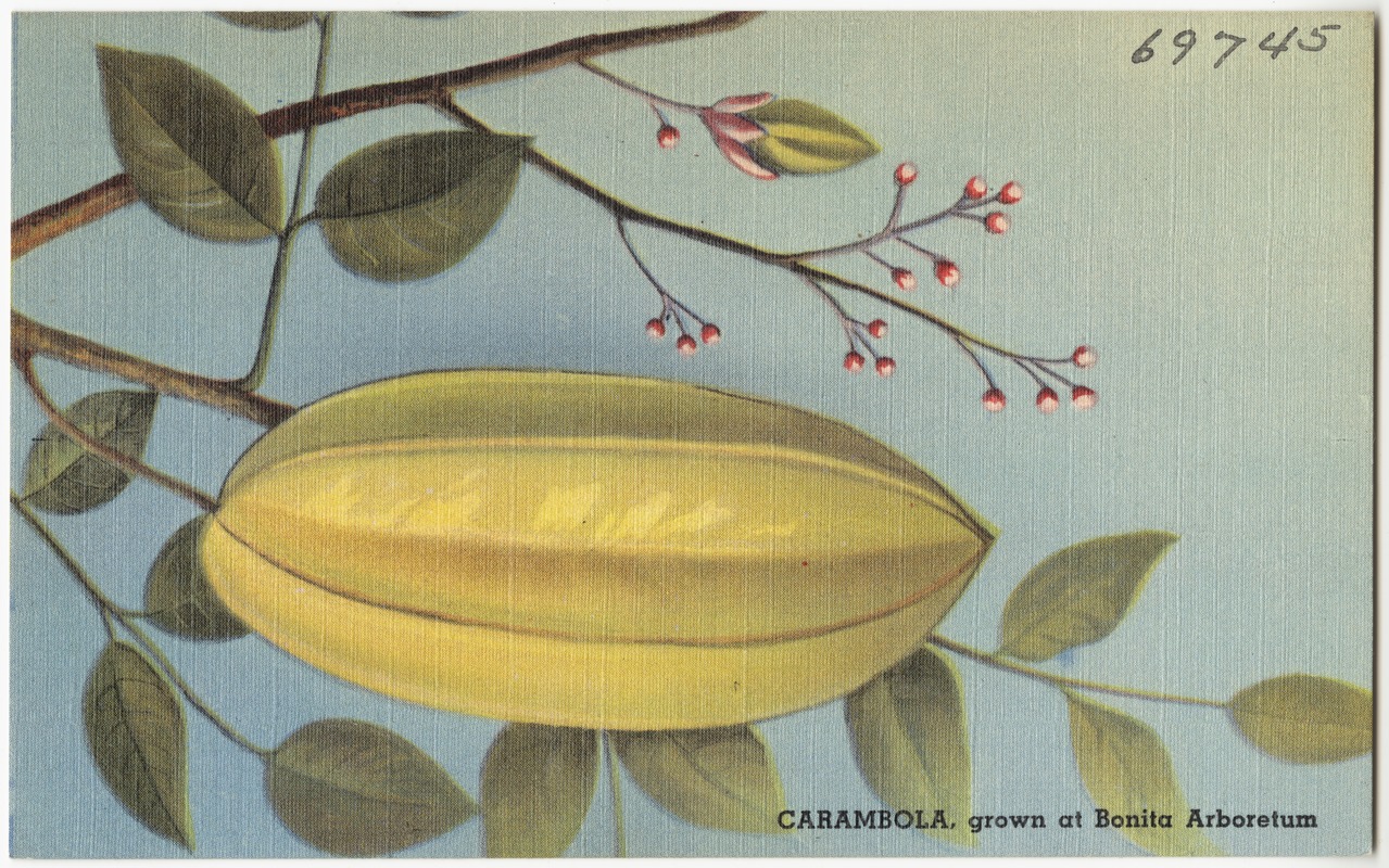 Carambola, grown at Bonita Arboretum