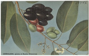 Jambolana, grown at Bonita Arboretum