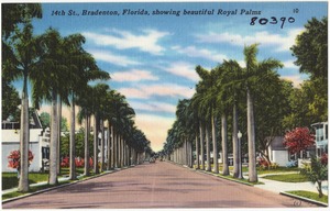 14th St., Bradenton, Florida, showing beautiful royal palms