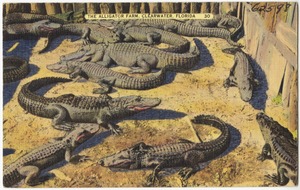 The alligator farm, Clearwater, Florida