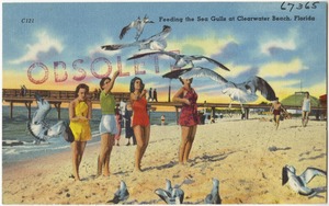 Feeding the sea gulls at Clearwater Beach, Florida