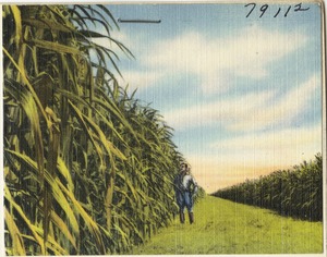 View of man at crops, Clewiston, Florida