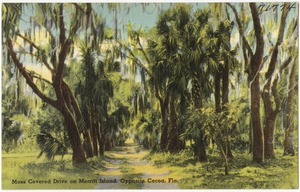 Moss covered drive on Merritt Island, opposite Cocoa, Fla.