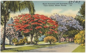 Royal Poinciana and Jacaranda trees, Coral Gables, Miami, Florida