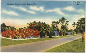 Poinsettia hedge, Coral Gables, Fla.