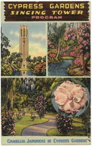 Cypress gardens singing tower program, Camellia Japonica in cypress gardens