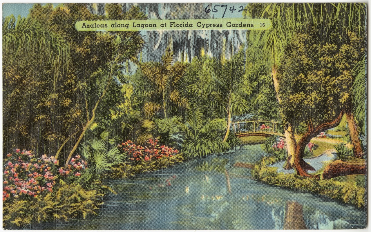 Azaleas along lagoon at Florida Cypress Gardens