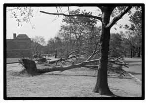 Uprooted trees