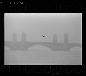 A seagull flies in mist over the Longfellow Bridge, Boston