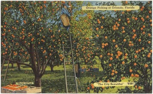 Orange picking at Orlando, Florida, "the city beautiful"