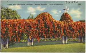 Flame Vine (Bignonia Venusta), Orlando, Florida, "the city beautiful"