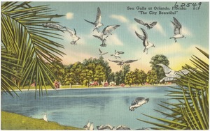Sea gulls at Orlando, Florida, "the city beautiful"
