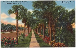 Beautiful palm walk to beach, Ormond Beach, Florida