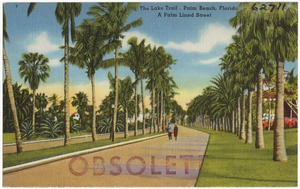 The lake trail, Palm Beach, Florida, a palm lined street