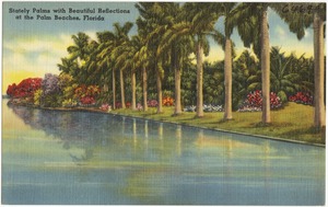 Stately palms with beautiful reflections at the Palm Beaches, Florida