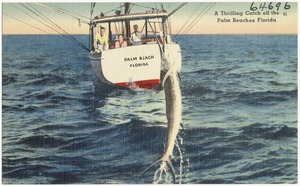 A thrilling catch off the Palm Beaches, Florida