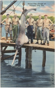 Sword fish caught at Panama City, Florida